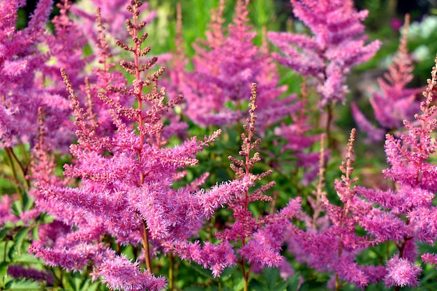 Im Garten wachsen schöne rosa Blumen