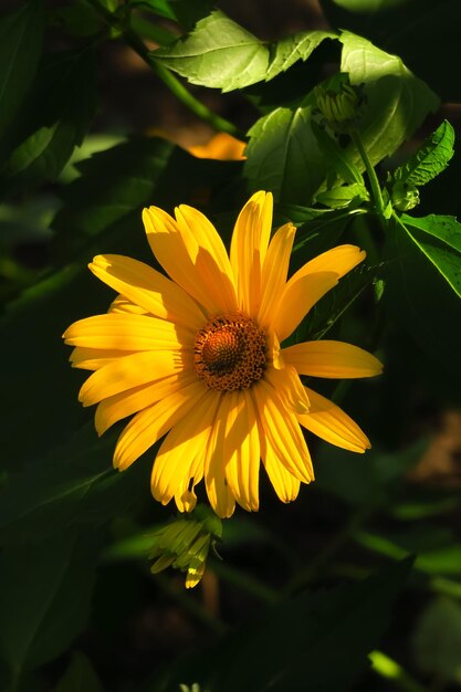 im garten wächst die gelbe gartenziersonnenblume. anbau von blumenkonzept