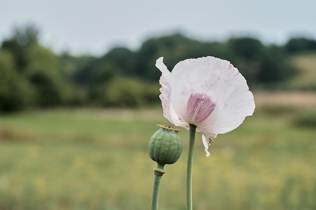 Foto im garten wächst eine mohnblume mit grünen köpfen xaweiße mohnblume und boll einsame blume der weißen mohnblume makro nahaufnahme