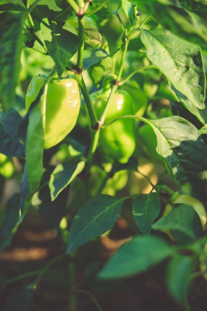 Im Garten wächst reife Paprika. Grüner Pfeffer hängt in der hellen Sonne. Sommerernte auf dem Land.