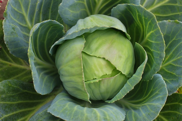 Im Garten wächst Weißkohl.