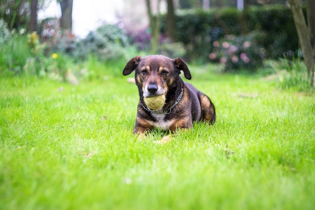 Im Garten wurde ein Hund gefunden, der sich mit seinem Tennisball ausruhte