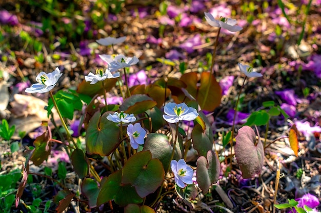 Im Gras befindet sich eine Gruppe kleiner weißer Blüten mit rosa Mitte.