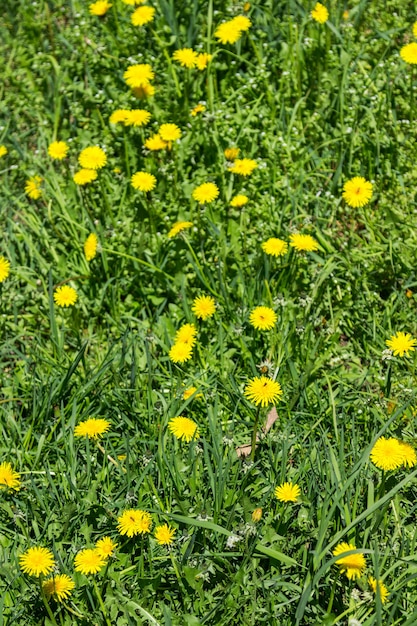 Im Gras blüht gelber Löwenzahn. Frühlingsblumen. Ansicht von oben