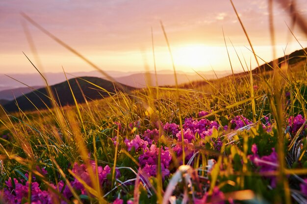 Im Gras. Majestätische Karpaten. Schöne Landschaft. Atemberaubender Ausblick.