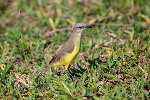 Im Gras steht ein Vogel mit gelben und grauen Federn.