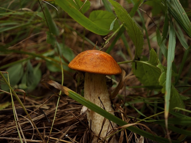 Im gras wächst ein süßer penny-bun-pilz die schöne kleine braune kappe