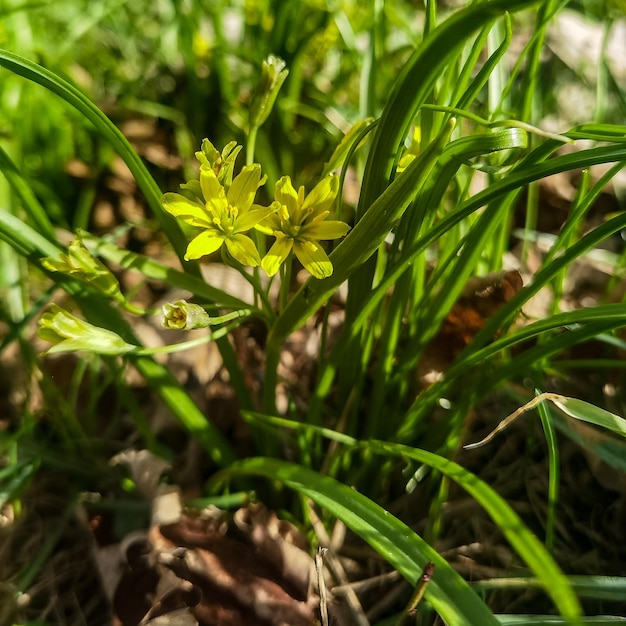 Im Gras wächst eine gelbe Blume.