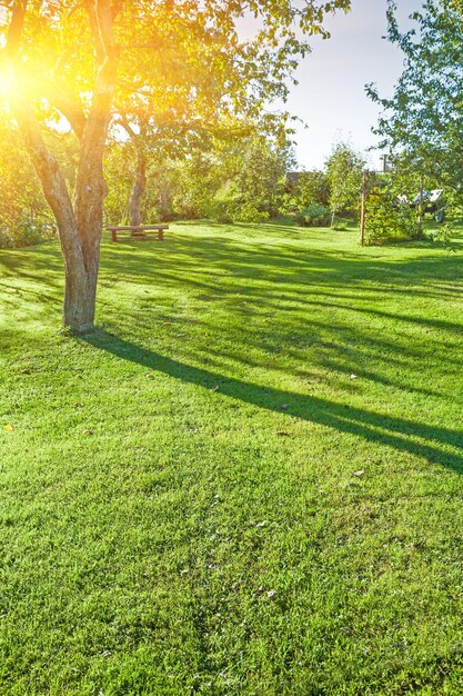 Im grünen Park des sonnigen Sommers