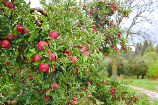 Im Herbst fällt Regen auf reife Äpfel in einem Obstgarten