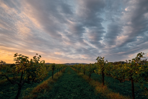 Im Herbst, früher am Morgen, beleuchten die ersten Sonnenstrahlen die Weinberge