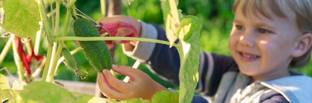 Im Herbst Gurken pflücken. Gurke in den Händen eines kleinen Jungen, der erntet