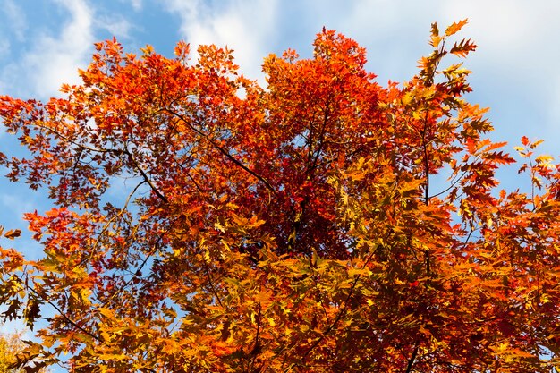 Im Herbst hautnah im Park