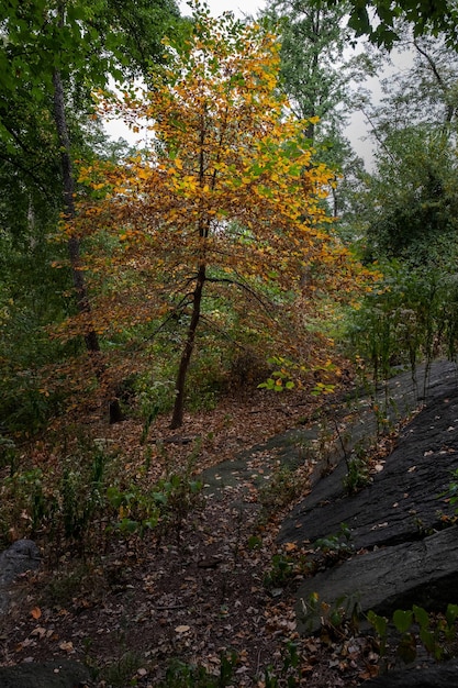 Foto im herbst im wald wachsende bäume