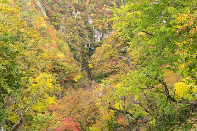 Im Herbst verfärben sich die Blätter in der Naruko-Schlucht