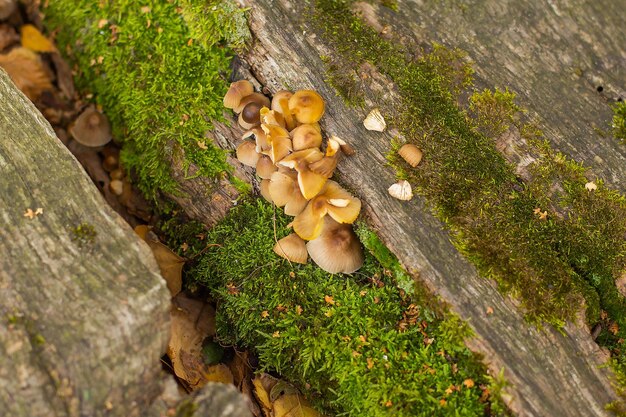 Im Herbst wachsen giftige Pilze mit Moos