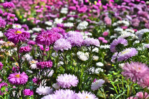 Im Herbst wachsen viele lila Astern auf dem Blumenbeet