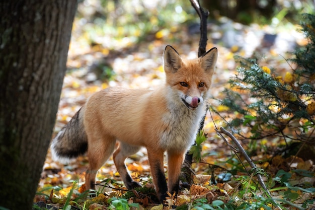 Im herbstlichen sonnigen Wald leckt sich ein Fuchs die Nase, während er etwas Leckeres betrachtet