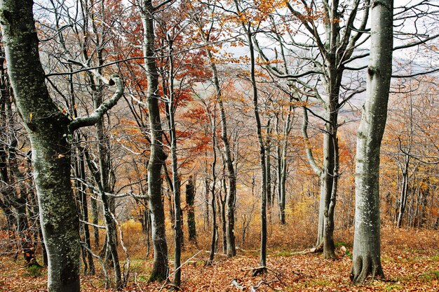 Im herbstlichen Wald mit Bierbäumen.