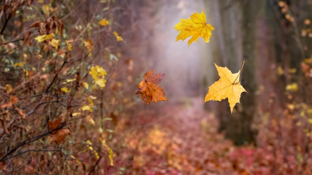 Im Herbstwald fallen gelbe Blätter