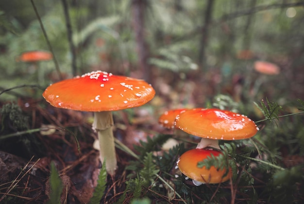 Im Herbstwald wächst ein wunderschöner rot gefleckter Amanita-Pilz