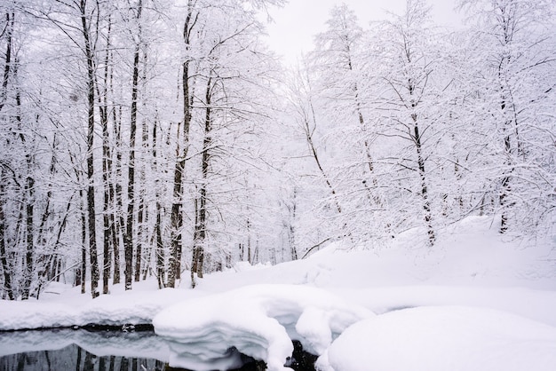 Im hohen kalten Norden sind die Bäume im Wald mit weißem Schnee bedeckt, Winterwetter