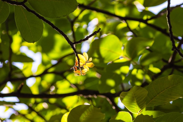 Foto im inneren des walnussbaums