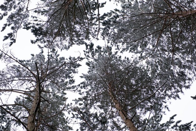 Im Kiefernwald fiel der erste Schnee