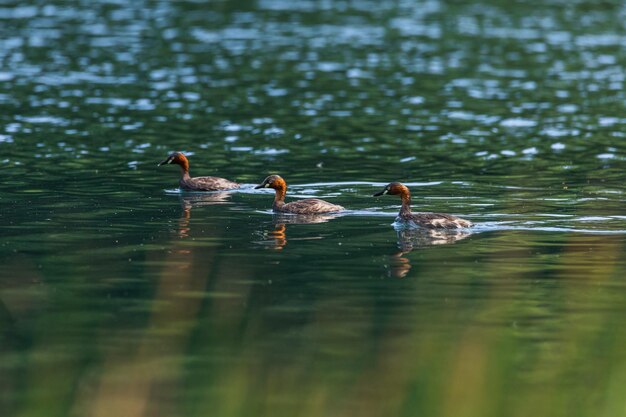 Foto im naturteich schwimmen zwergtaucher-enten