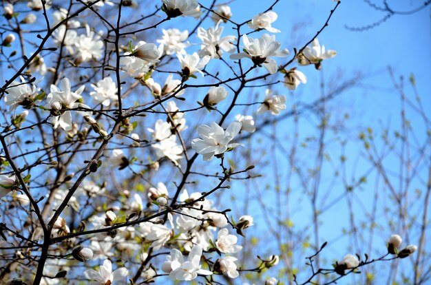 Im Park, am sonnigen Tag des Gartenfrühlings, blüht Magnolie.