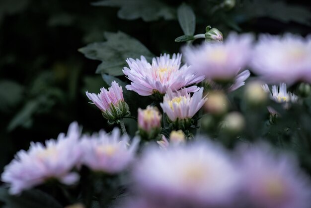 Im Park gibt es alle möglichen Chrysanthemen