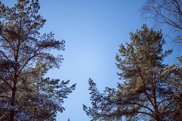 Im Park und Wald Bäume mit Schnee bedeckt