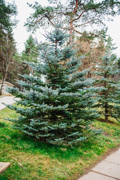 Foto im park wächst eine kleine tanne. flauschige grüne zweige. eine junge pflanze. landschaftsgestaltung des territoriums. auf die umwelt achten.