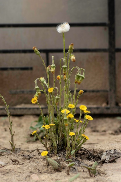 im Sand ein Strauch mit kleinen gelben Blüten und einer duftenden weißen