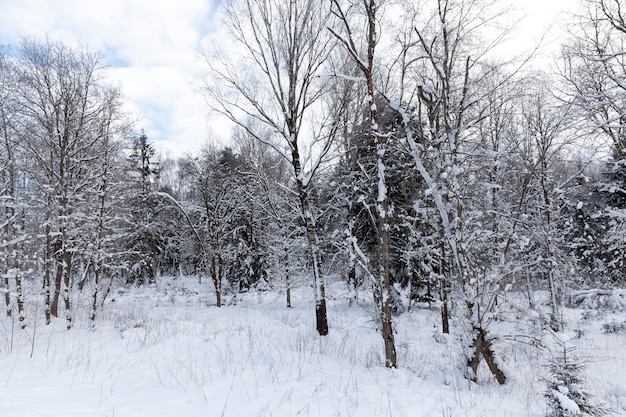 Im Schnee, Laubbäume in der Wintersaison, kaltes Winterwetter in der Natur nach Schneefällen und Frösten, Laubbäume verschiedener Rassen nach Schneefall im Park