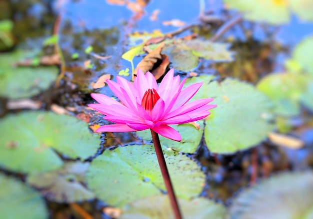 Im See wachsen rosa Lotusblumen