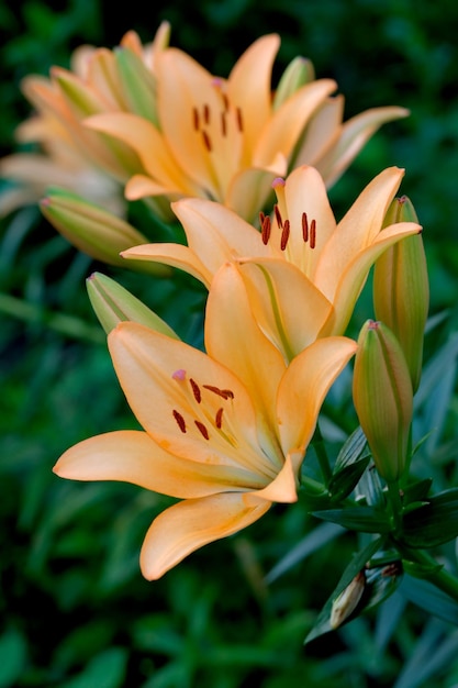 Im Sommer blühen dekorative Blumen