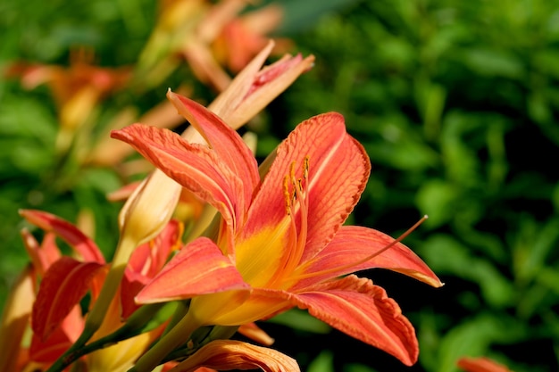 Im Sommer blühen dekorative Blumen