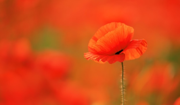 Im Sommer blühen rote Mohnblumen auf einem wilden Feld