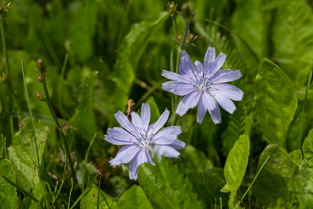 Im Sommer blüht Chicorée im Garten