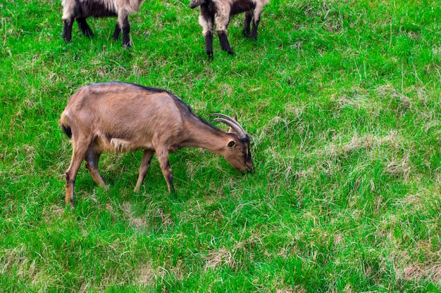 Im Sommer, einem strahlend sonnigen Tag, weidet eine Ziegenfamilie auf der Wiese