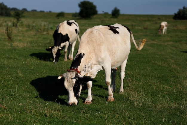 Im Sommer grasen schwarze und weiße Kühe auf dem Gras. Sommerlandschaft.