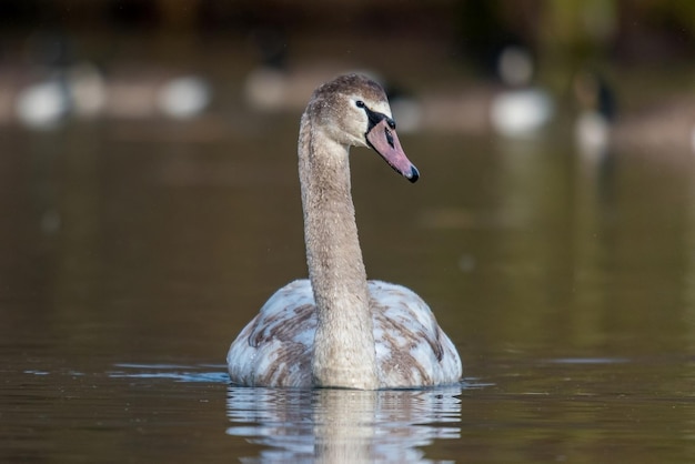 Im Sommer schwimmt ein schöner Schwan auf dem See.