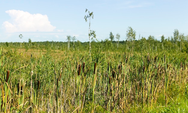 Im Sommer sumpfiges Gelände, auf dem Territorium wachsen seltene Bäume und viel hohes Gras und Schilf, die Sommerlandschaft