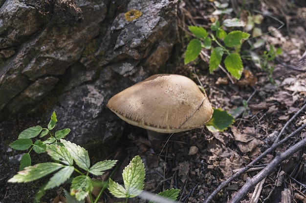 Im Sommer wächst im Wald ein Speisepilz mit brauner Kappe