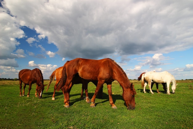 Im Sommer weiden schöne Landpferde