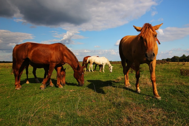 Im Sommer weiden schöne Landpferde