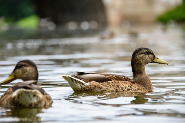 Im Sommerpark schwimmen viele Enten im See