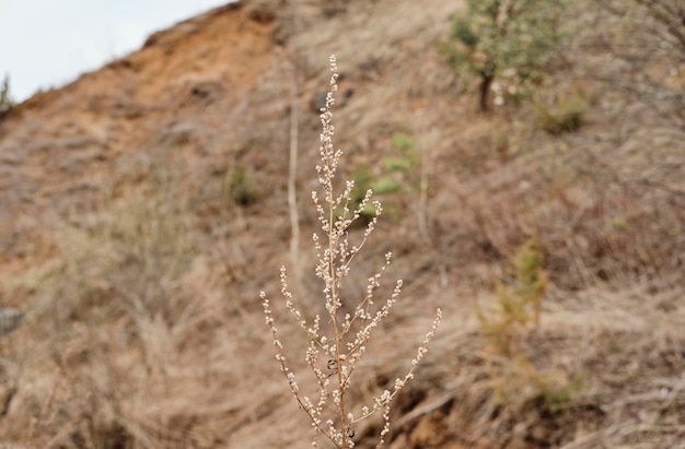 Im Spätherbst schaukelt ein Grashalm mit den Resten trockener, flauschiger Blüten im Wind