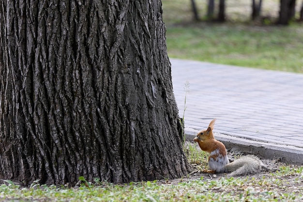 Im Stadtwald leben kleine Wildtiere, die Besucher des Parks füttern sie